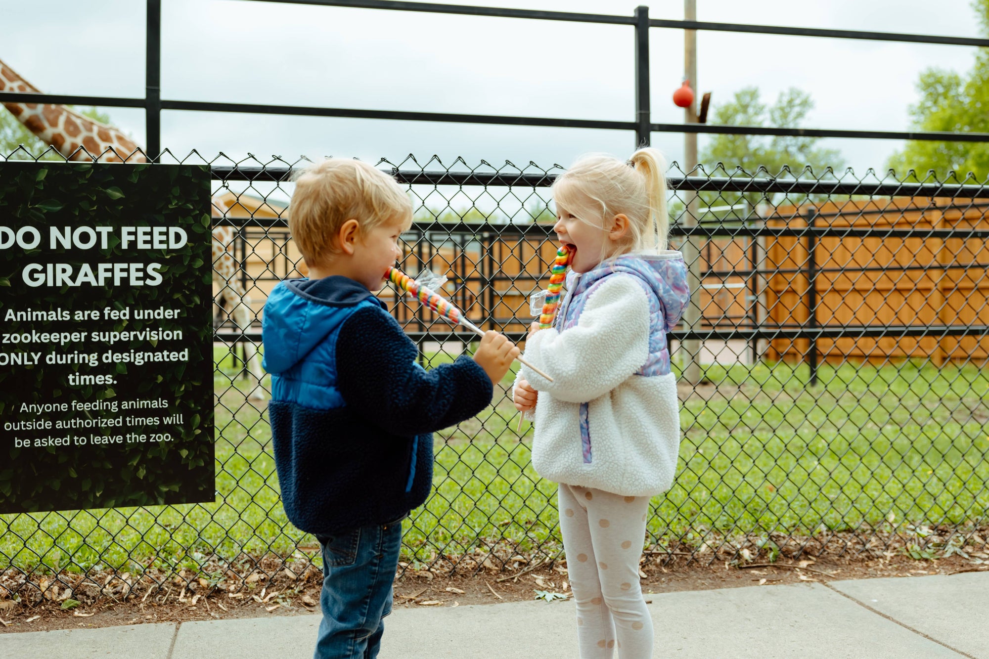 7&quot; (17cm) Lollyplush Pteranodon Dino w/ 14&quot; Rainbow Lollipop
